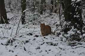 cat in the snow in the forest