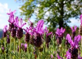 blooming lavender closeup
