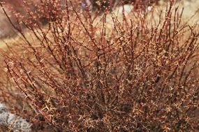 Beautiful and colorful thorn bush in Tibet