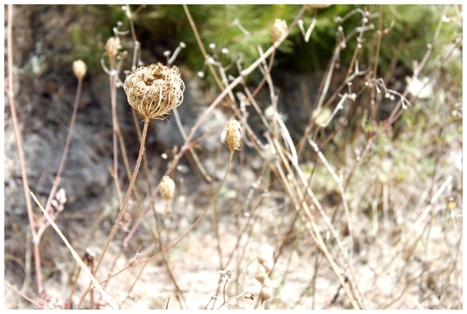 trockenblume in the nature of Majorca