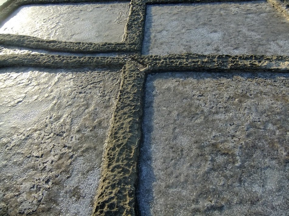 plants square
