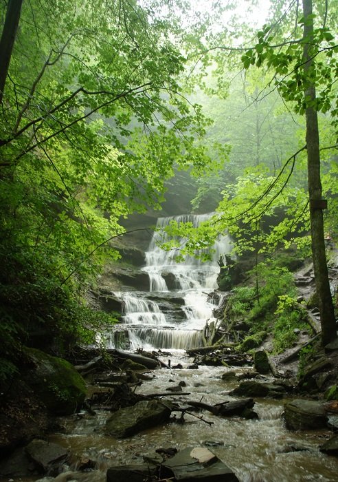 forest waterfall landscape