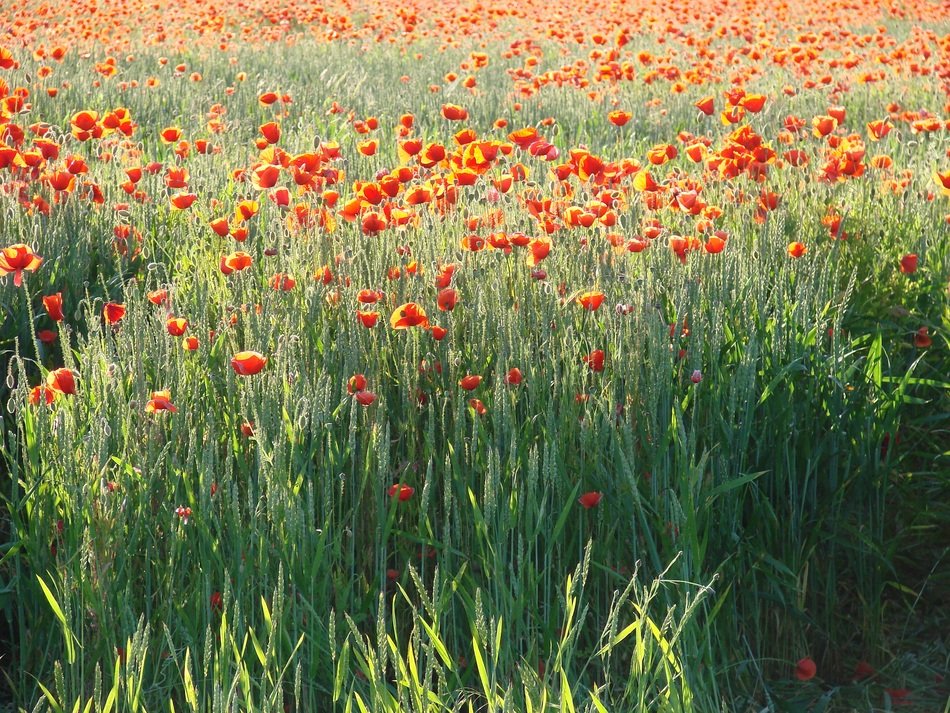 ield of poppies