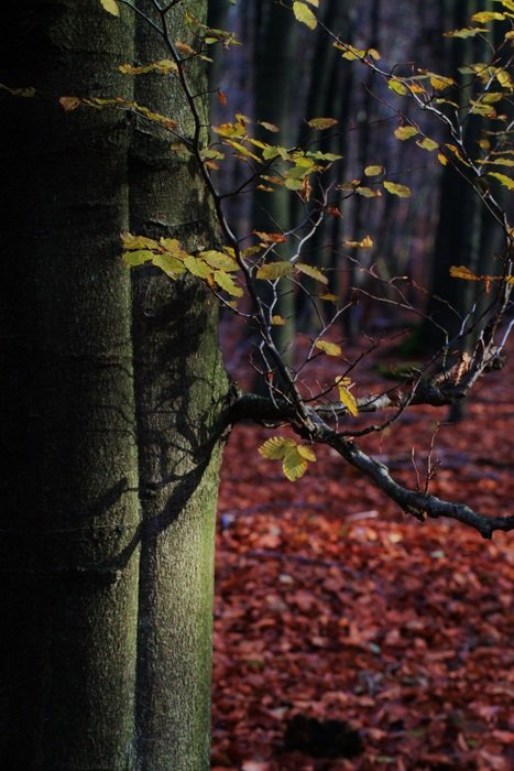 Colorful plants with colorful leaves in the beautiful forest in autumn
