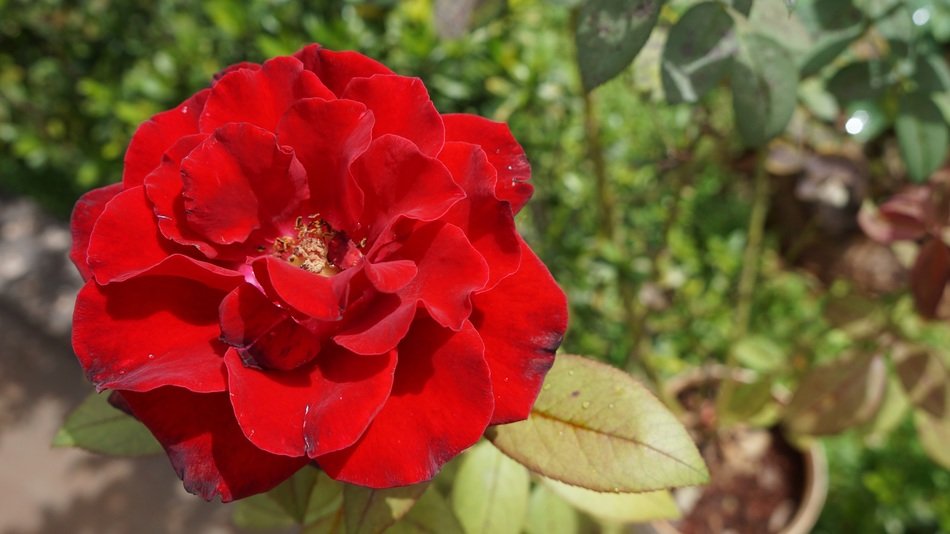 beautiful red rose flower in the garden