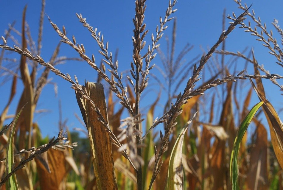 corn tassels in field