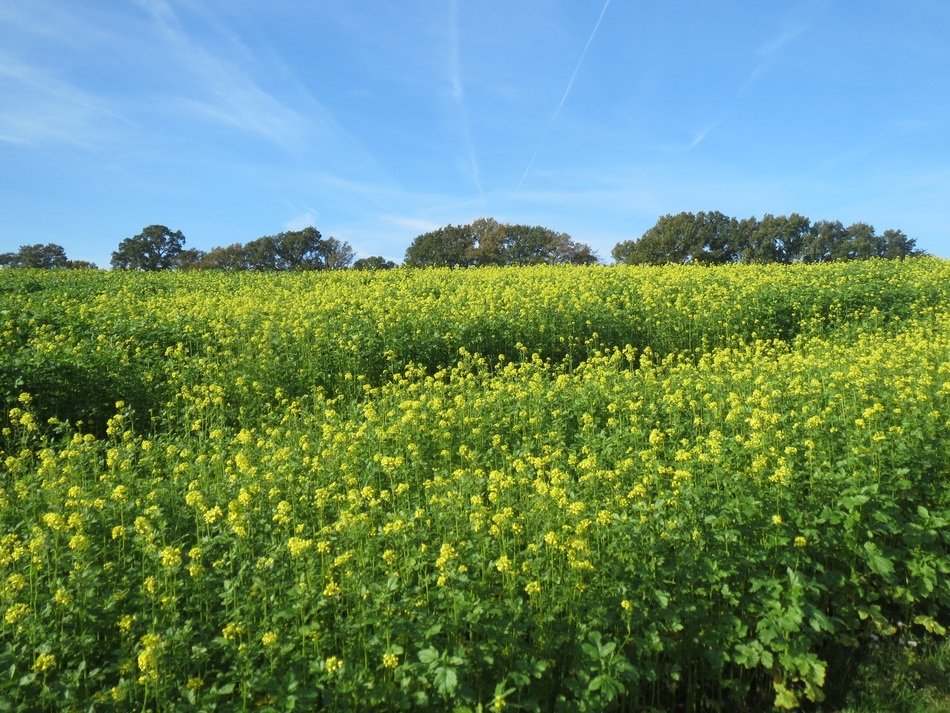 green field in south limburg