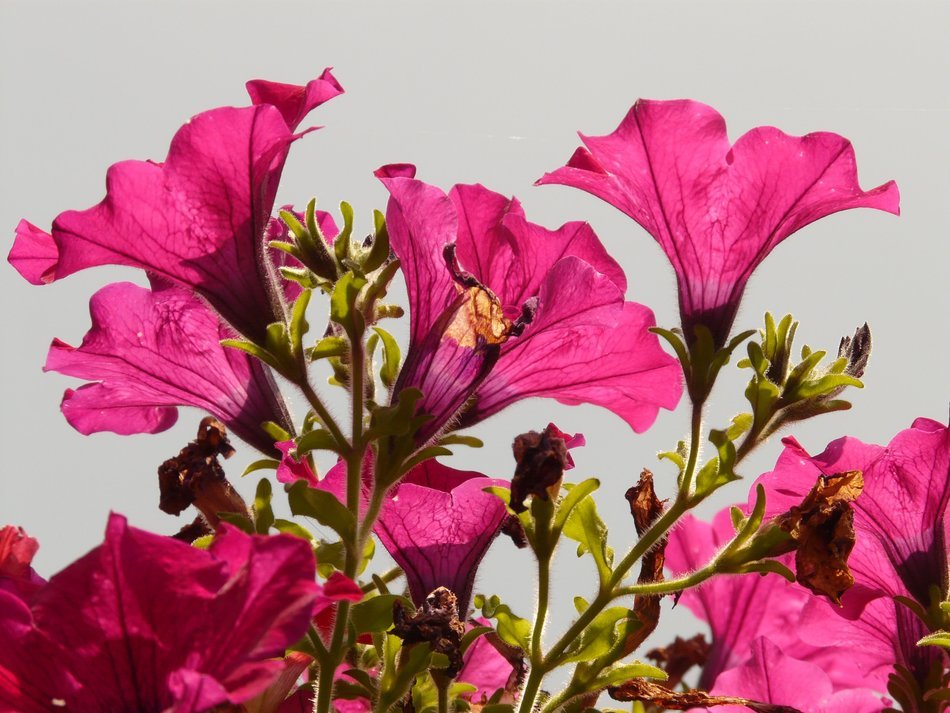 pink flowers on a background of bright sky