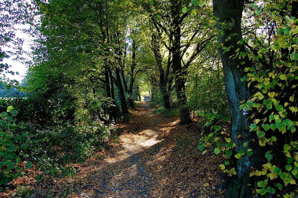 path among the trees in the forest