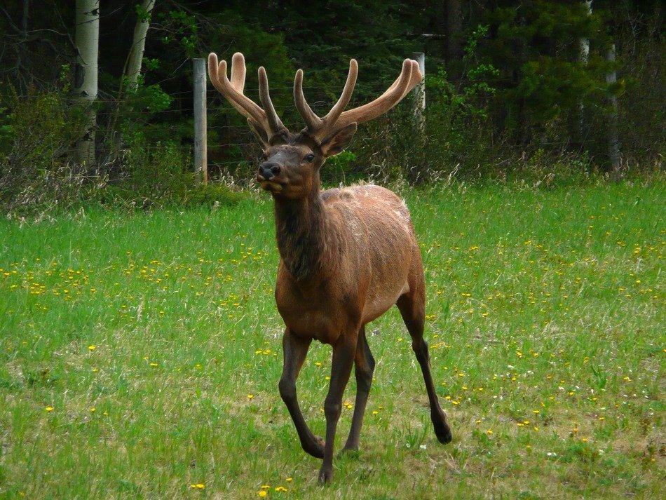 Cervus is a genus of deer