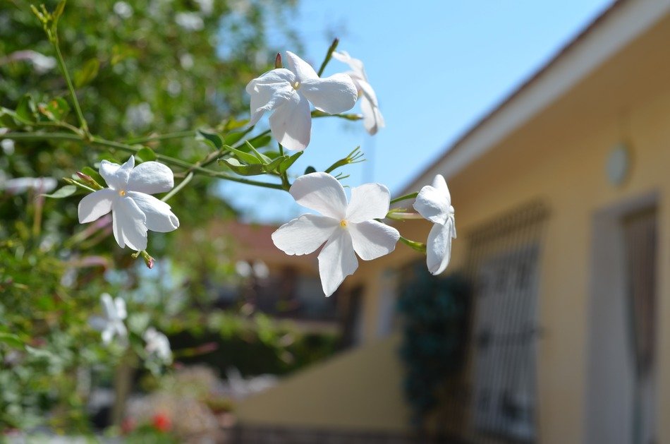 jasmine flowers on a branch in the garden