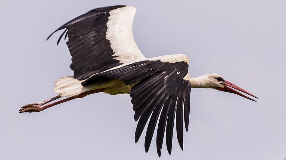 picture of the flying stork