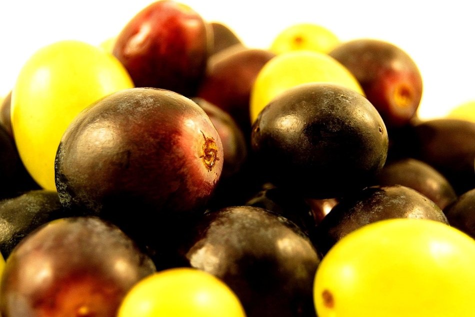 red and white fresh grapes