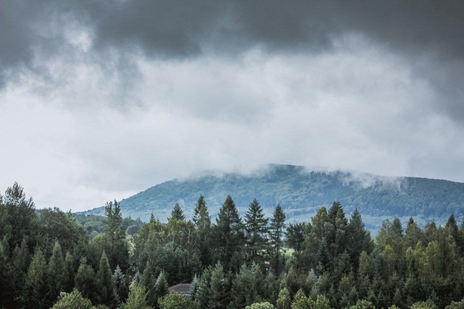 the fog in the rain forest of Latin America