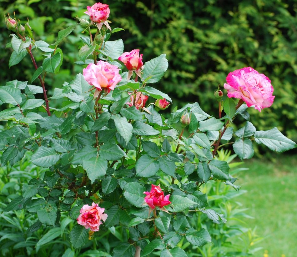 blooming rose bush in summer in the garden