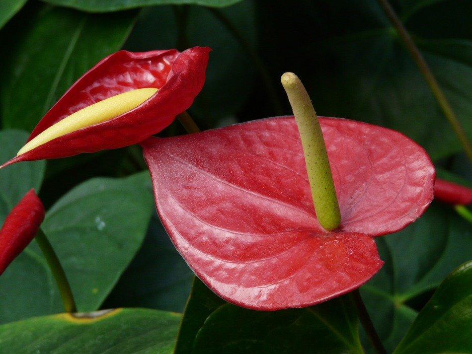 Red Kleine flamingoblume flowers
