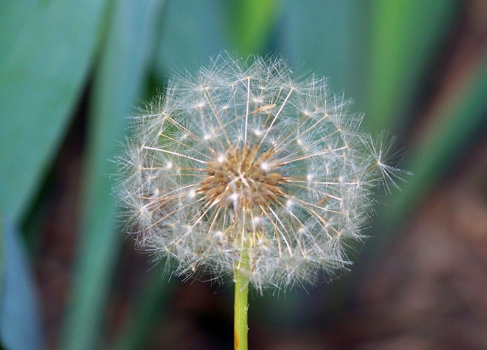macro picture of the dandelion
