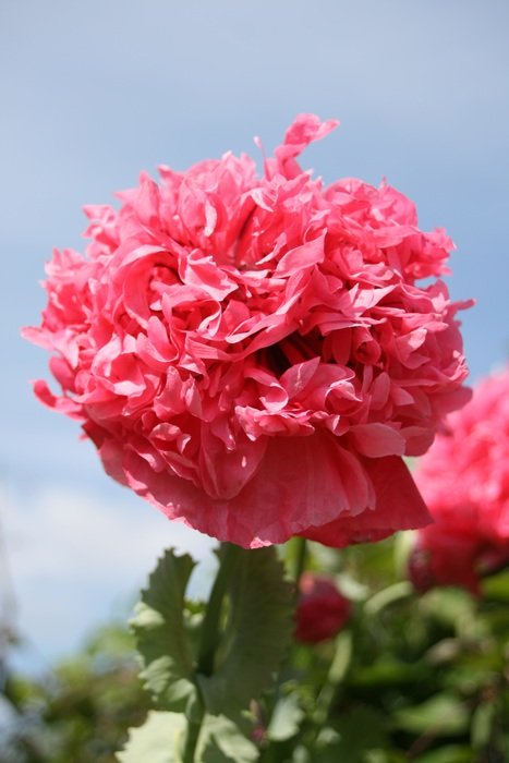 pink flowerhead in the garden