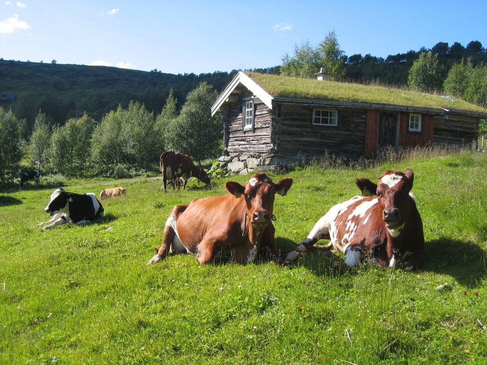 norway cows relax