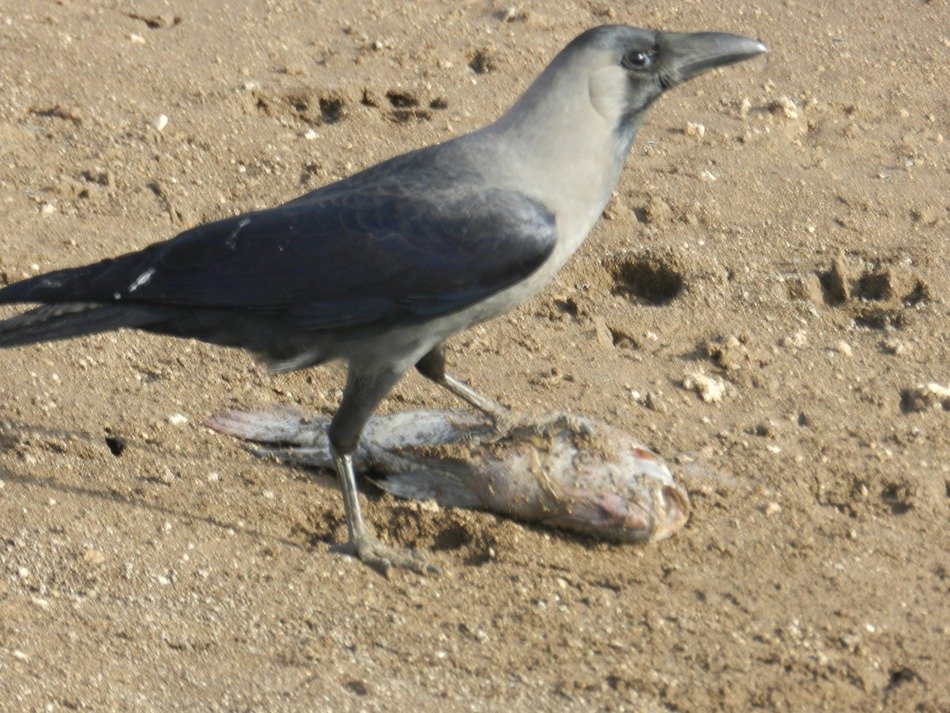 Indian crow in the steppe