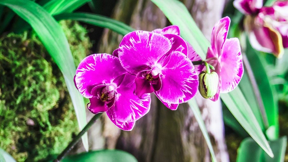 purple orchid near the tree