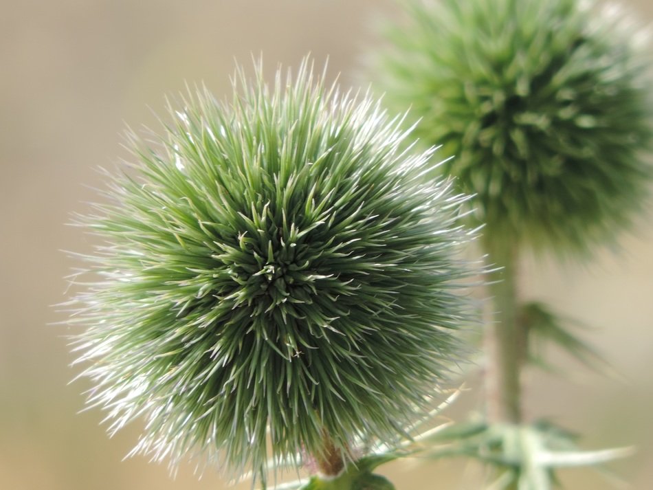 flower green nature ball round
