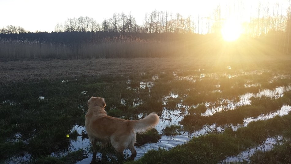 golden retriever at the sunset