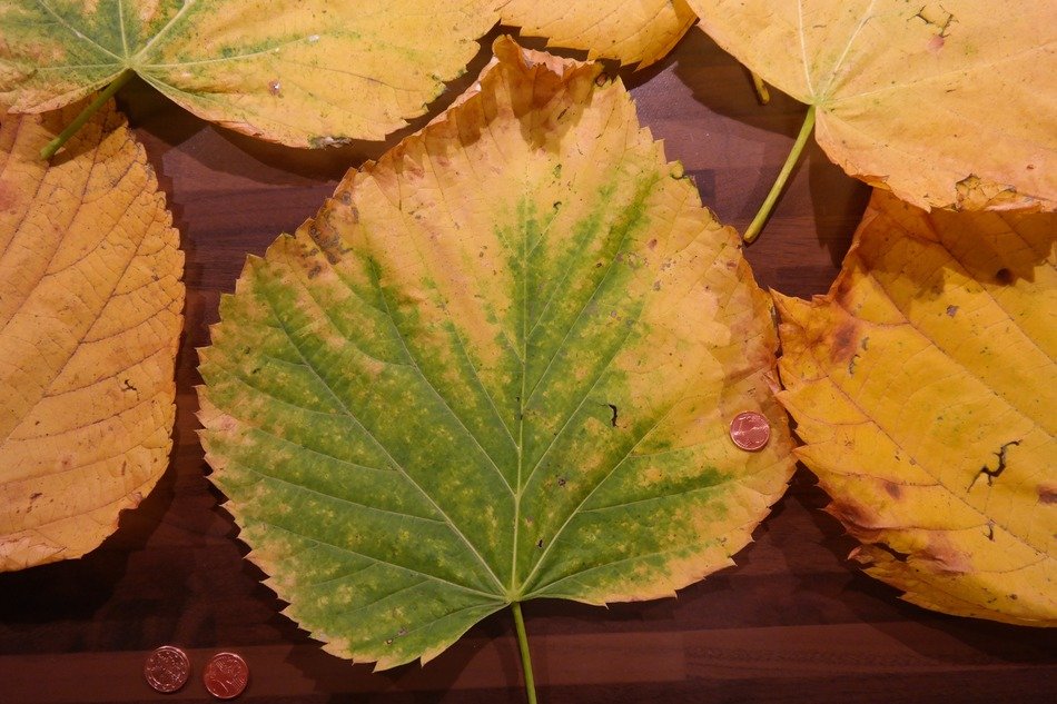 mountain elm leaves on the table