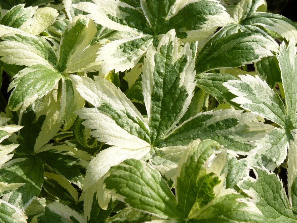 beautiful green astrantia