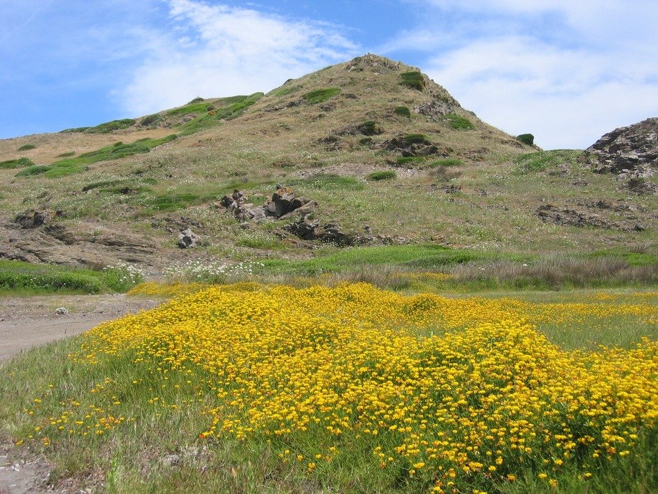 mountains with flowers bloom