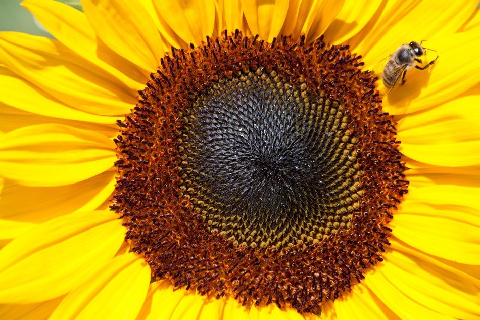 yellow helianthus annuus with small bee macro