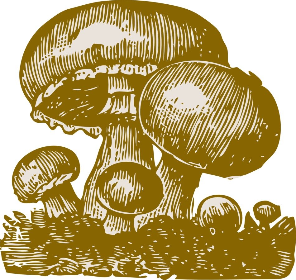 picture of a family of mushrooms on a white background