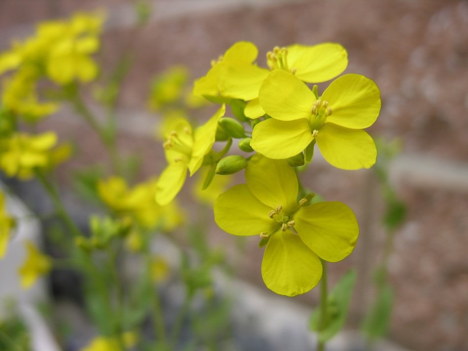 picture of the yellow rape flowers