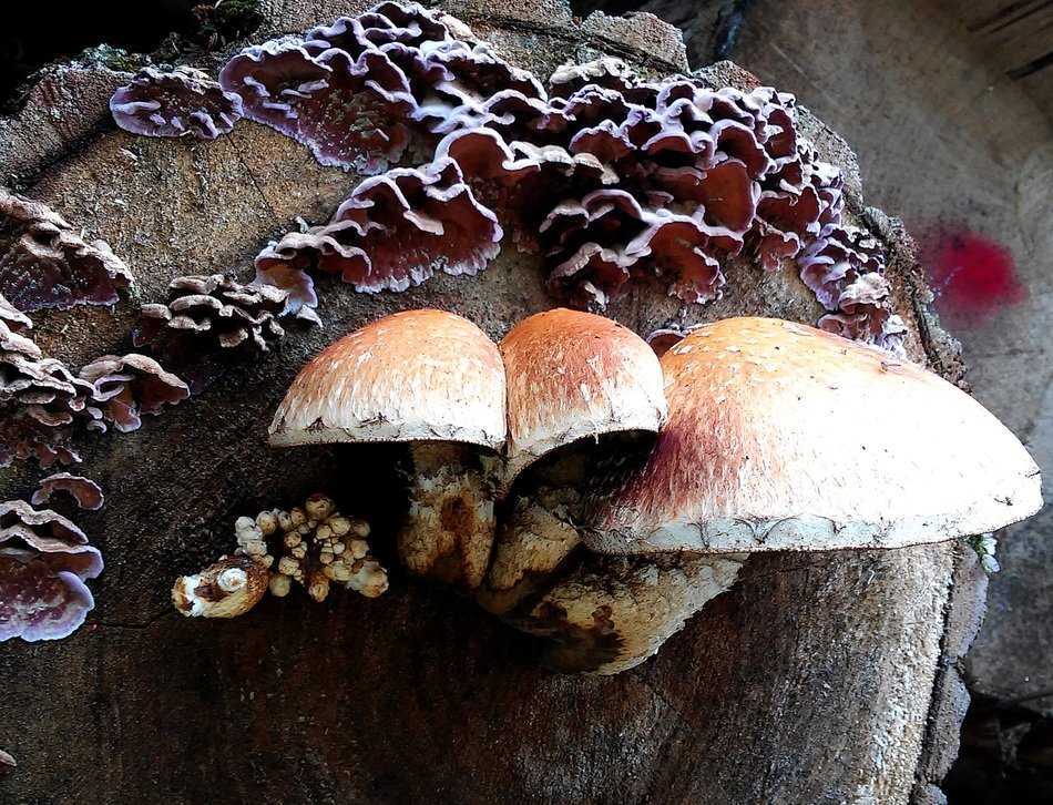 mushrooms on the tee stump