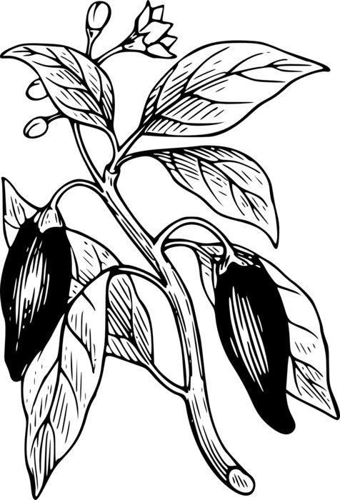 black and white drawing of capsicum