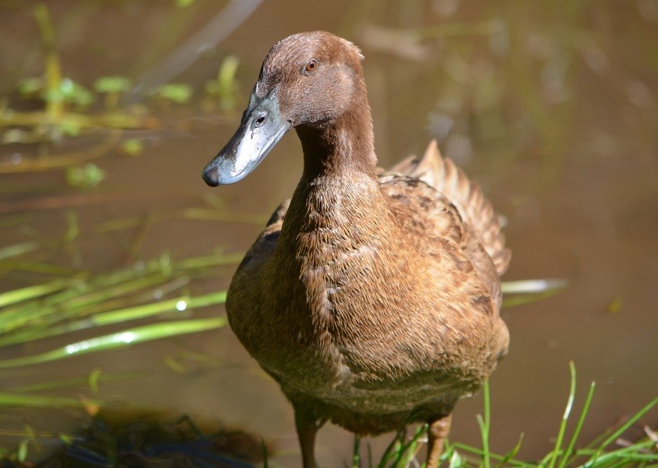 female duck near the water