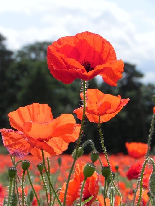 Natural Red poppies