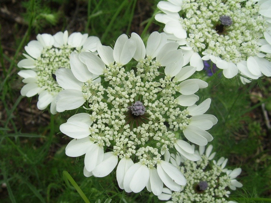 lace flower in the garden