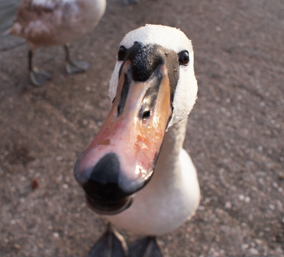 funny swanâs head close up