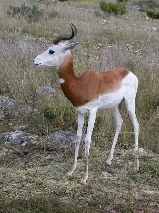 springbok in the wildlife
