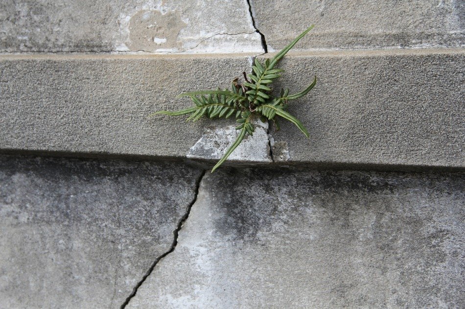 fern in the crack of a grave in New Orleans