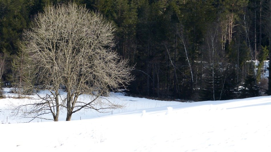 tree in the snow near the black forest