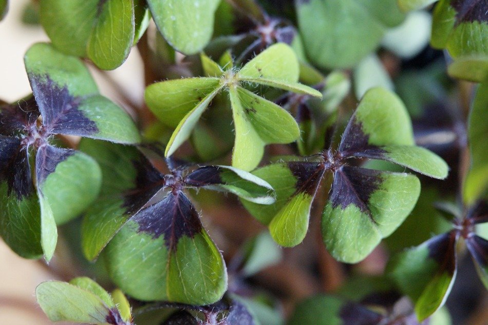 ornamental lucky clover