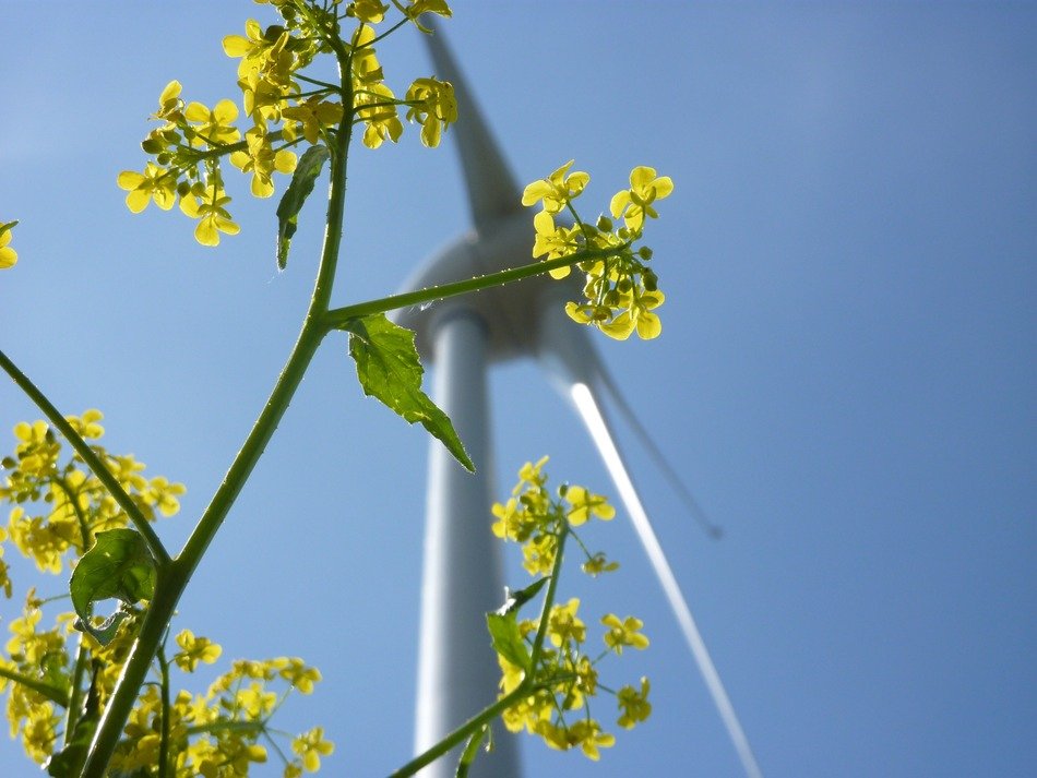 yellow flowers and windmill