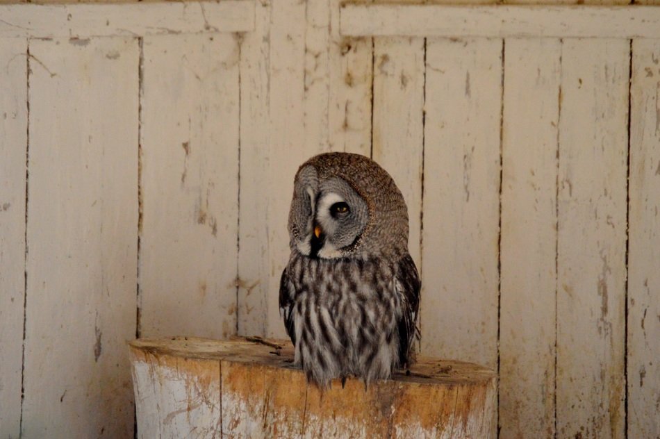 gray owl on the old stump
