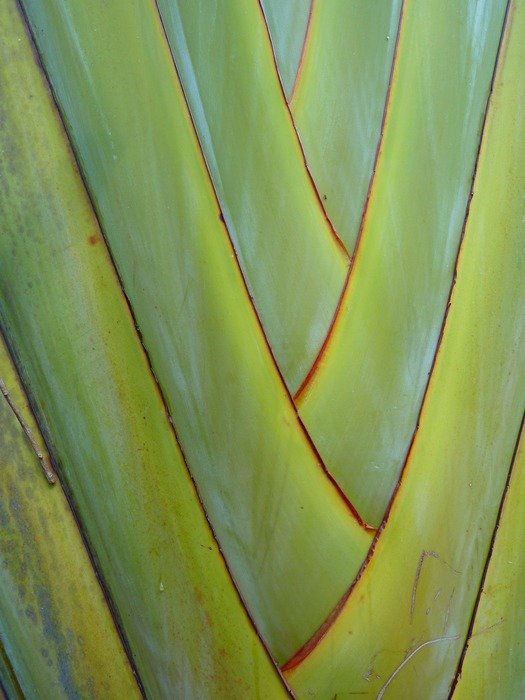 fan palm macro