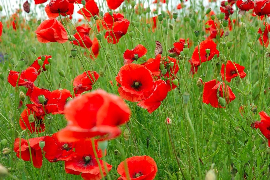 A lot of red poppy flowers