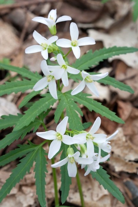 white blooming cutleaf toothwort