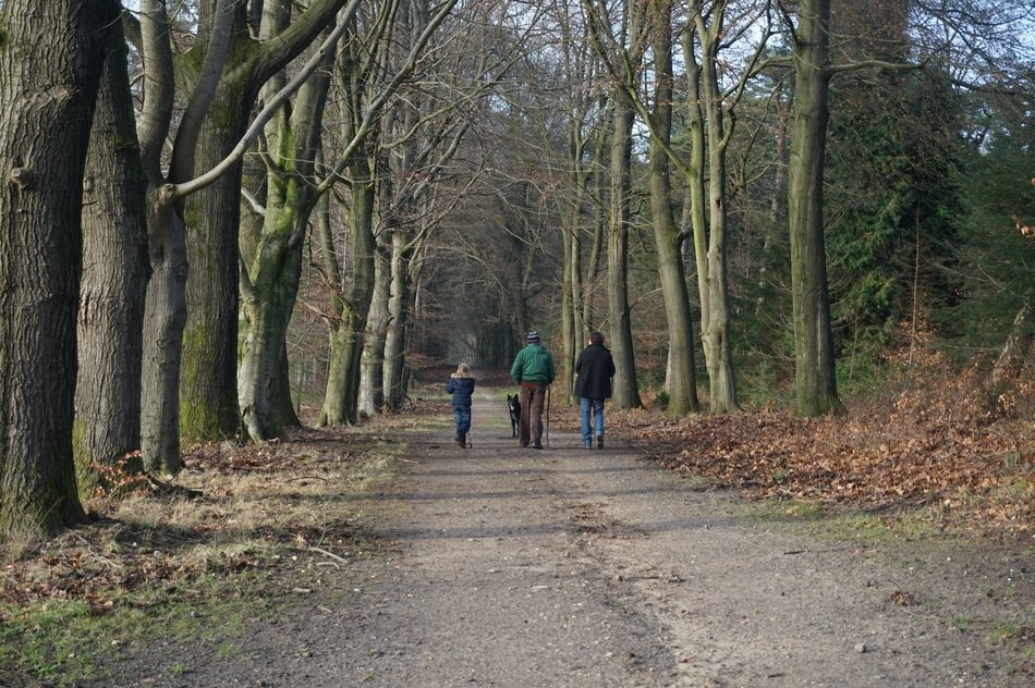 tree alley in an autumn forest