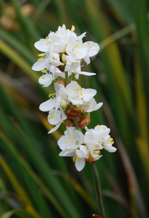 orchid with white flowers in nature